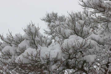 Winterlandschaft