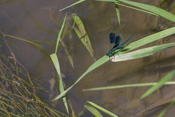 Blauflügel-Prachtlibelle (Calopteryx virgo)