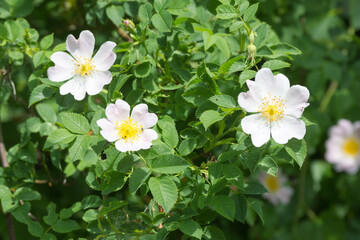 Hagebuttenbl&uuml;ten