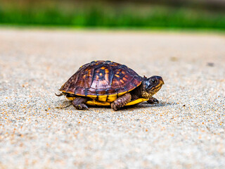 Box Turtle
