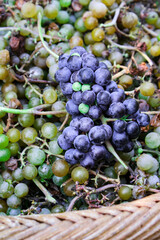 Basket of grapes from the vine