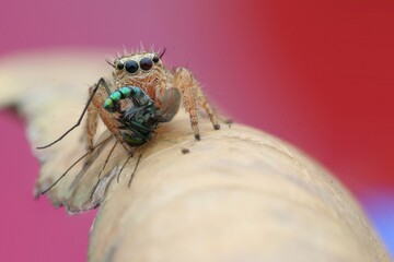 spider with prey on a leaf