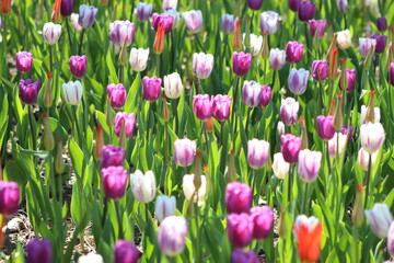 Tulipanes de colores