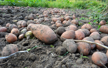 As soon as the potatoes are dug in the field, they lie in a row.
