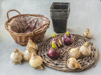 Hyacinth bulbs on a wicker circle. Forced bloom for the holiday
