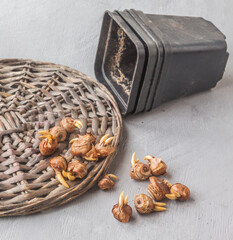 Crocus  bulbs on a wicker circle. Forced bloom for the holiday