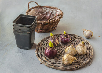 Hyacinth bulbs on a wicker circle. Forced bloom for the holiday