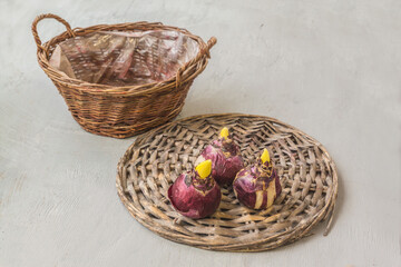 Hyacinth bulbs on a wicker circle. Forced bloom for the holiday