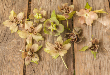 Flowers   of hellebore. Flat lay