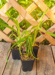 Daylily (Hemerocallis) seedlings in pots before planting in the garden