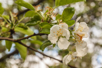 Obraz na płótnie Canvas Flowering branch of apple in rain day on spring