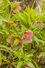 Blooming  hellebore  in  spring garden