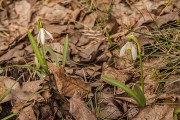 Galanthus  or snowdrops on a rainy spring