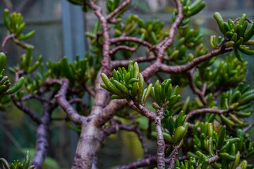 green branches