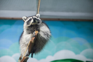 raccoon sitting on rocks in the zoo. High quality photo
