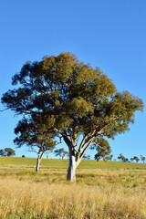 Fototapeta premium tree in the field