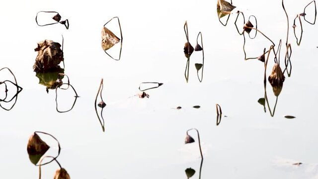 Residual lotus in the lake in winter
