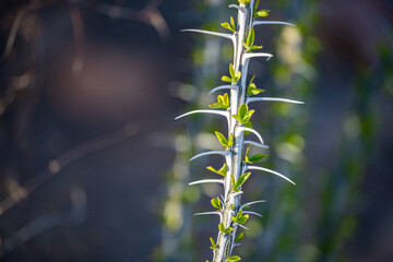 Young Branch of Ocatillo Grows Bright Green And White