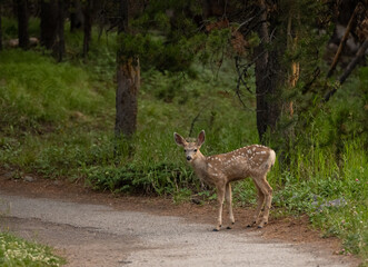 Young Mule Deer With Spots Stands On Paved Trail