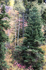 footpath in the forest