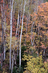 forest in autumn