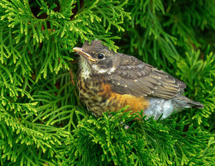 Robin fledgling waits in shrubbery for adult guidance.