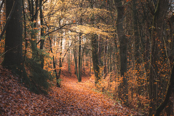 Fantasy autumn road to magic fairy tale forest.	