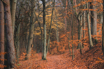 Fantasy autumn road to magic fairy tale forest.
