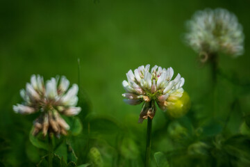 The sweet white clover on green sunny spring meadow. Luminous blurred background with light bokeh and short depth of field.