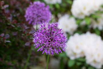 Pink garlic blooming in spring garden. Flowers macro close up in nature.