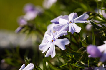 Little flowers blooming velvet, pink phlox in the spring garden.