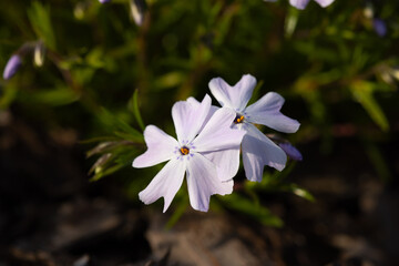 Little flowers blooming velvet, pink phlox in the spring garden.