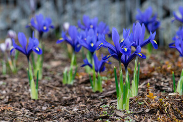 Blue iris blooming in spring garden. Flowers macro close up in nature.
