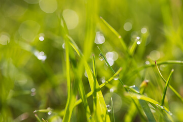 Fototapeta premium Dew drops on the spring, green grass. Meadow macro close up in nature.