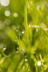 Dew drops on the spring, green grass. Meadow macro close up in nature.