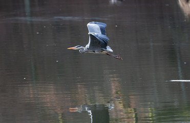 A beautiful grey heron is flying low over the smooth water surface of the Lake Bärensee in Stuttgart. Backlight bird, dark colored water, reflection of the heron in the water