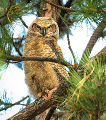 Great Horned Owl nestling in a tree