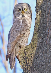 Great Grey Owl sitting on a tree branch in the forest, Quebec, Canada