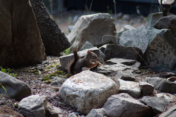 cat on the rocks