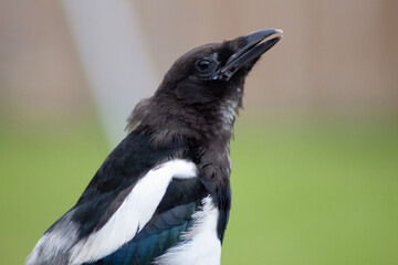 crow on the beach