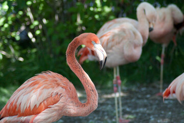 flamingo in the zoo