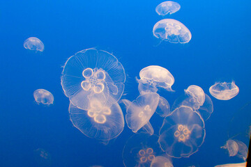 jellyfish in the water © Michael