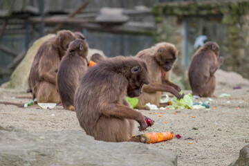 Dschelada oder Blutbrustpaviane (Theropithecus gelada)