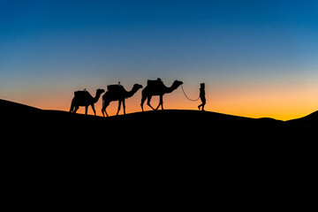 Obraz na płótnie Canvas Silhouette Of Camels Against The Sun Rising In The Sahara Desert In Morocco