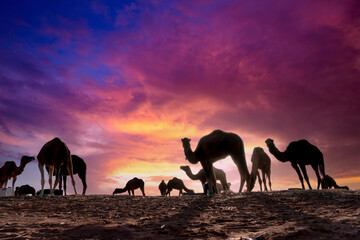 Fototapeta na wymiar Closeup Of A Dromedary Camel Preparing For A Trip Throgh The Sand In The Saharan Desert In Morocco, Africa