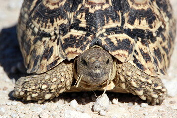Leopard Tortoise in the Kgalagadi