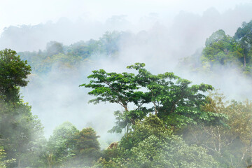 morning mist  in the rainforest 