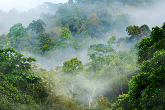 morning mist  in the rainforest 
