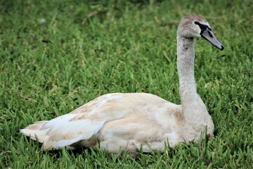 white swan on grass