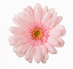 Pink gerbera flower. isolated on white background gerbera flower close up